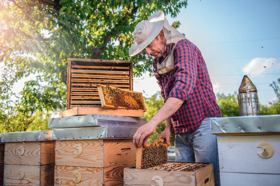 A méhészet a mezőgazdaság egy főütőere