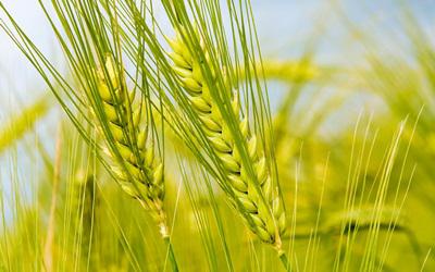 Az innováció és a hatékonyság növelése mentheti meg az agráriumot