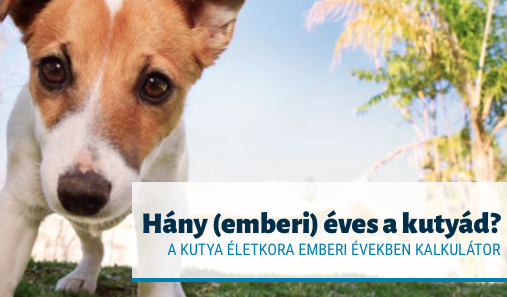 Kutya életkora emberi évekre átszámítás kalkulátor