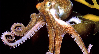 polip, octopus photo