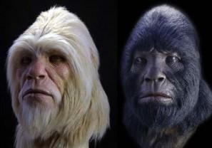 yeti 