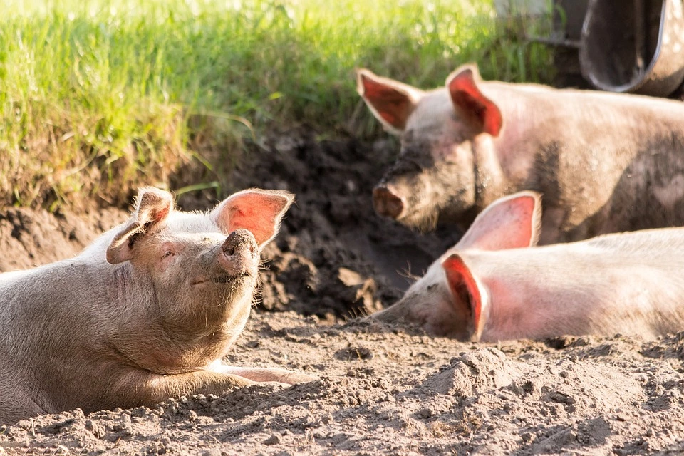 Újabb támogatások segítik az állattenyésztőket