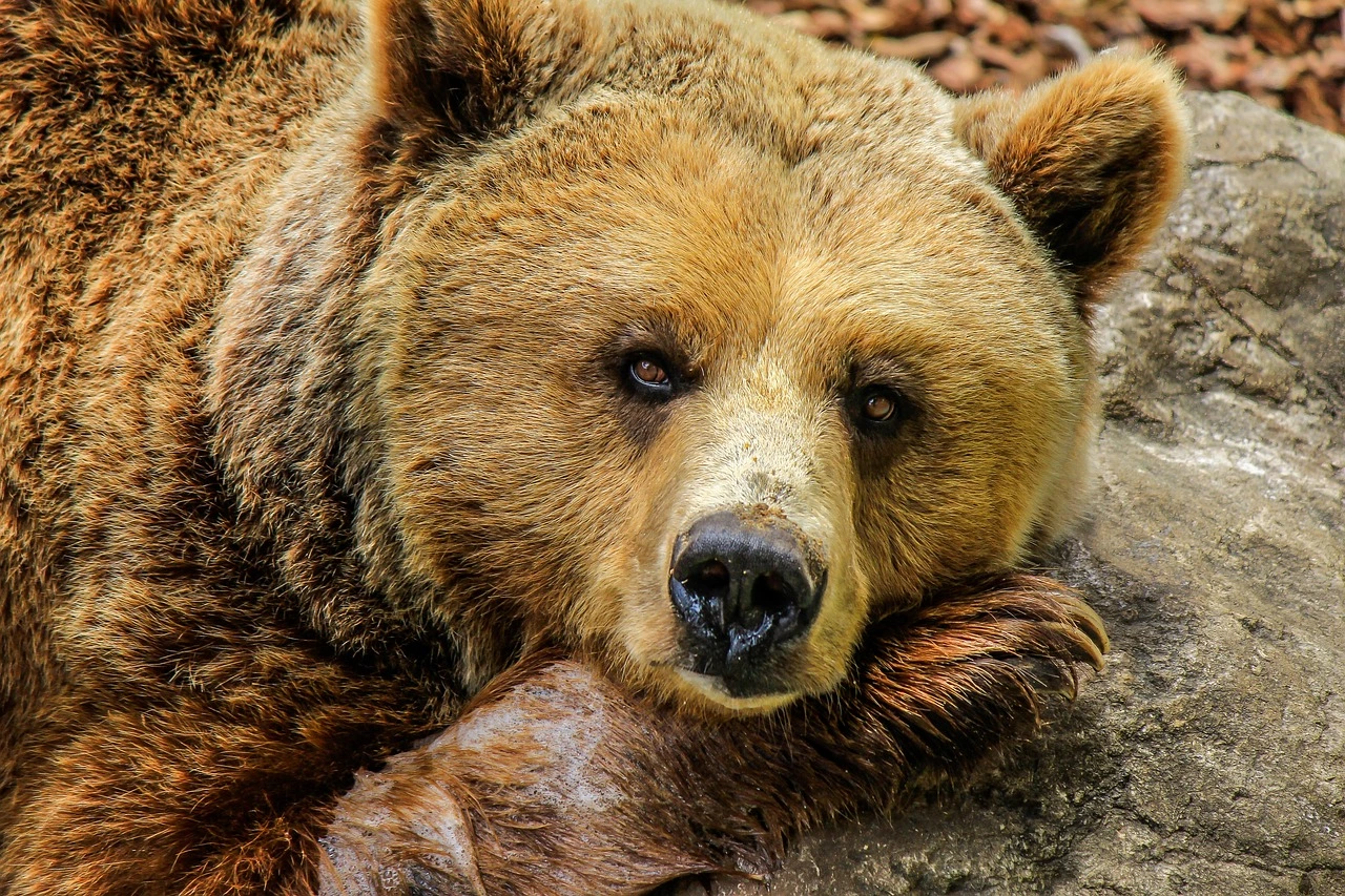 A barnamedve védettségi státuszának felülvizsgálatát kérik az EU-tól
