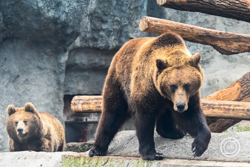 A medvék kilövése ellen tiltakoznak civilszervezetek Szlovéniában