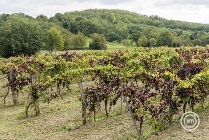 Nem áll meg a szőlő aranyszínű sárgaság elleni védekezés